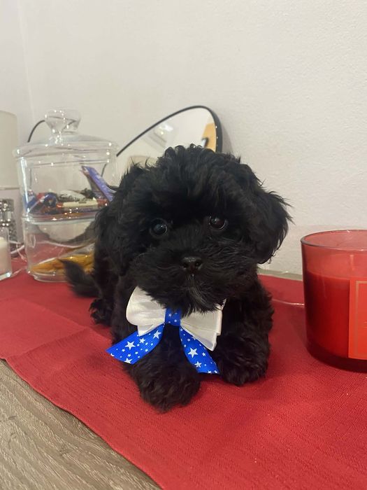 Shih-Poo śliczny piesek shih tzu pudel