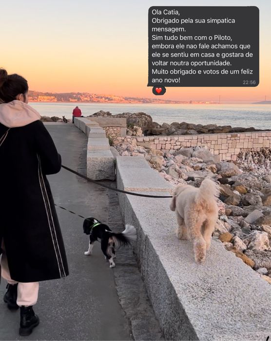 Pet sitting em estadia familiar - Oeiras