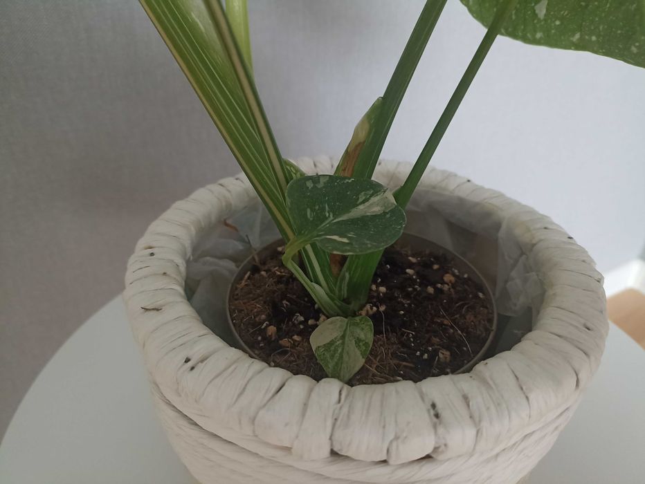 Monstera Thai Mutation