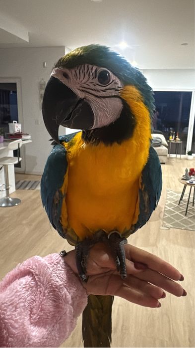 Treino aves para voo livre, voo indoor e amansamento