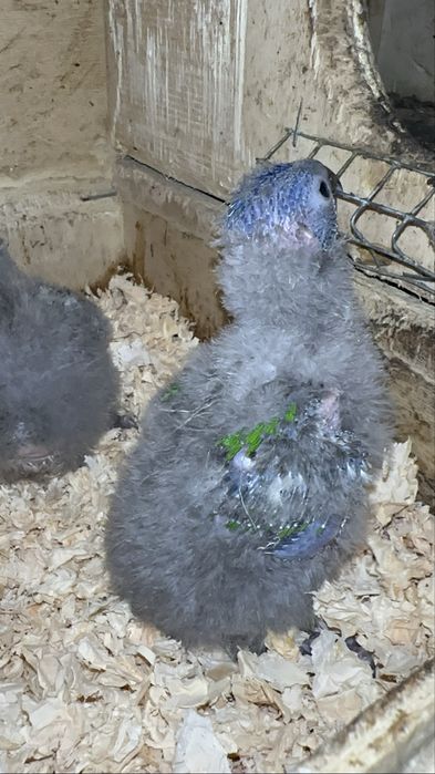 Loris molucanos para criar a mão