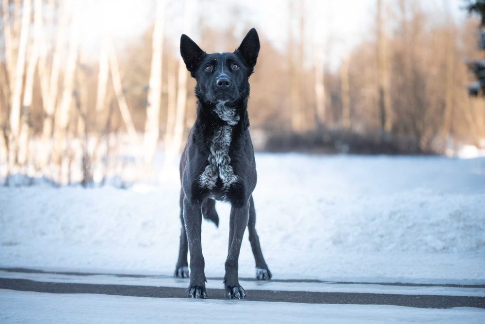 energiczna arystokratka Hilda