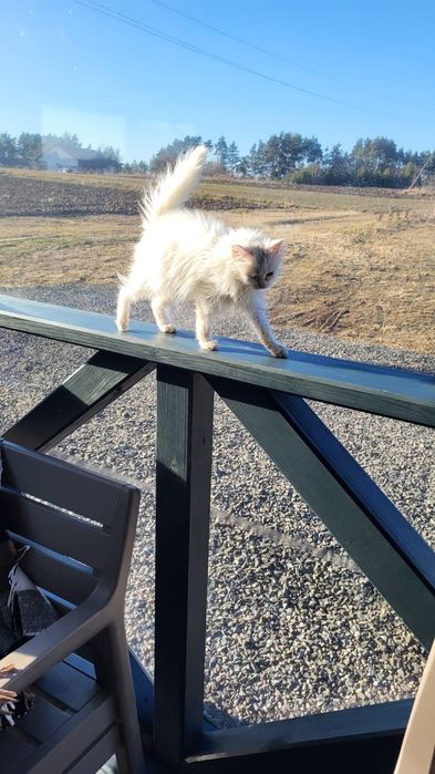 Котик хлопчик, ручний