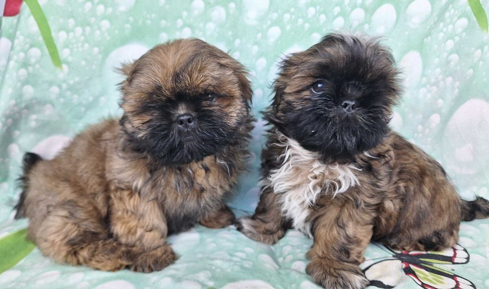 Uroczy chlopczyk Shih Tzu z rodowodem