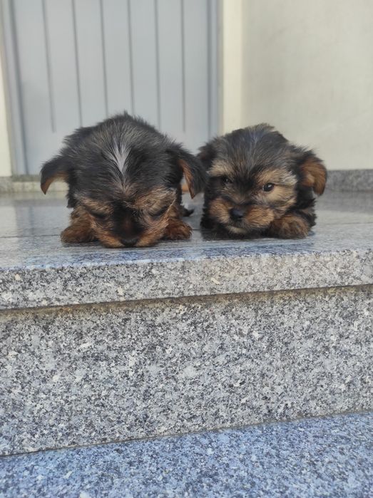 Yorkshire terrier