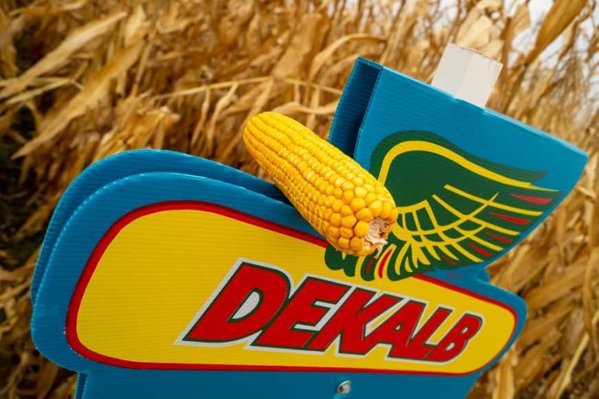 Насіння кукурудзи ДКС 3972 ФАО 300 Monsanto Монсанто