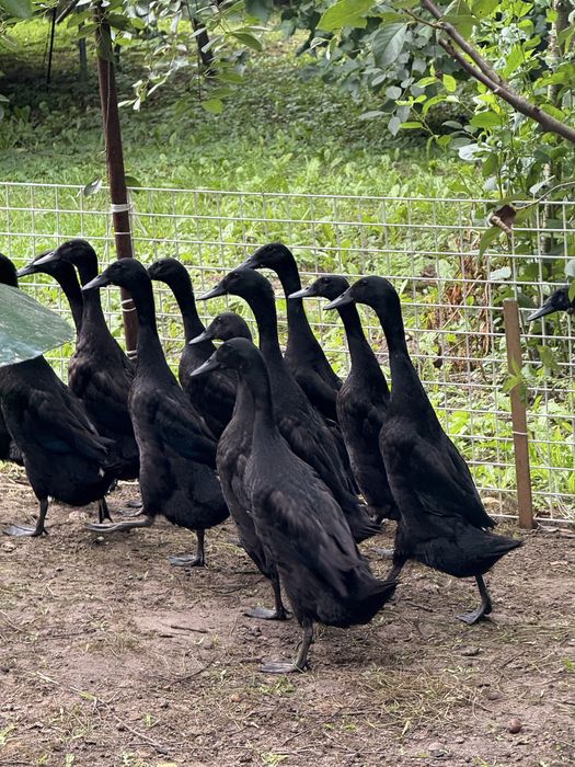 Biegusy Indyjskie Szmaragdowe - młode kaczki 12 tygodni