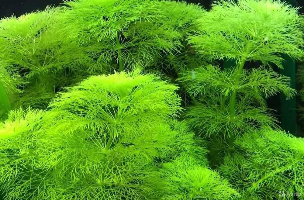 Амбулия королевская. Растения для аквариума