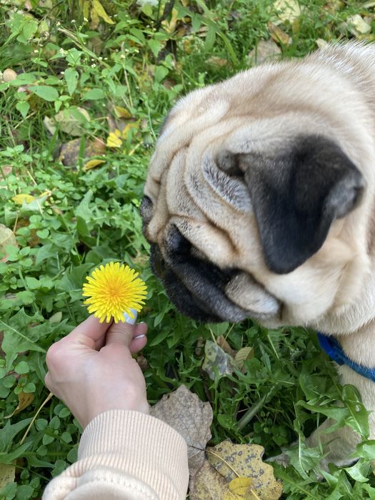 Вязка собак породы мопс