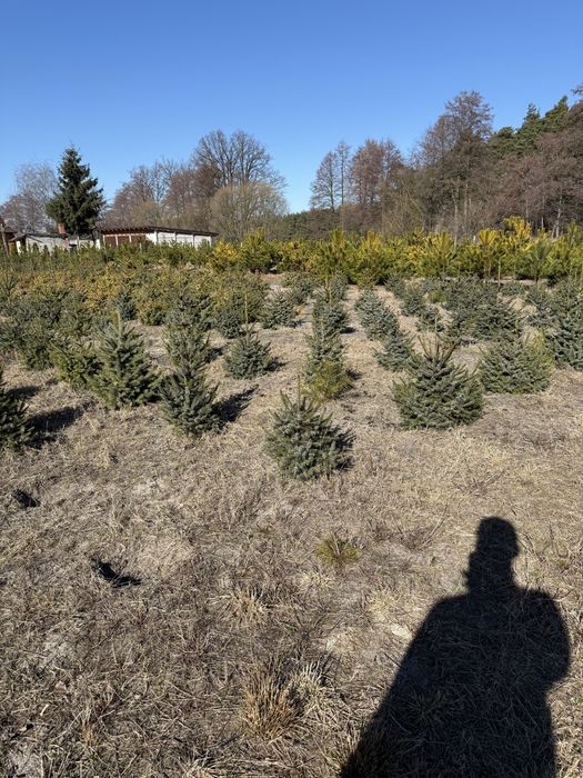Tuje Świerki Likwidacja Plantacji