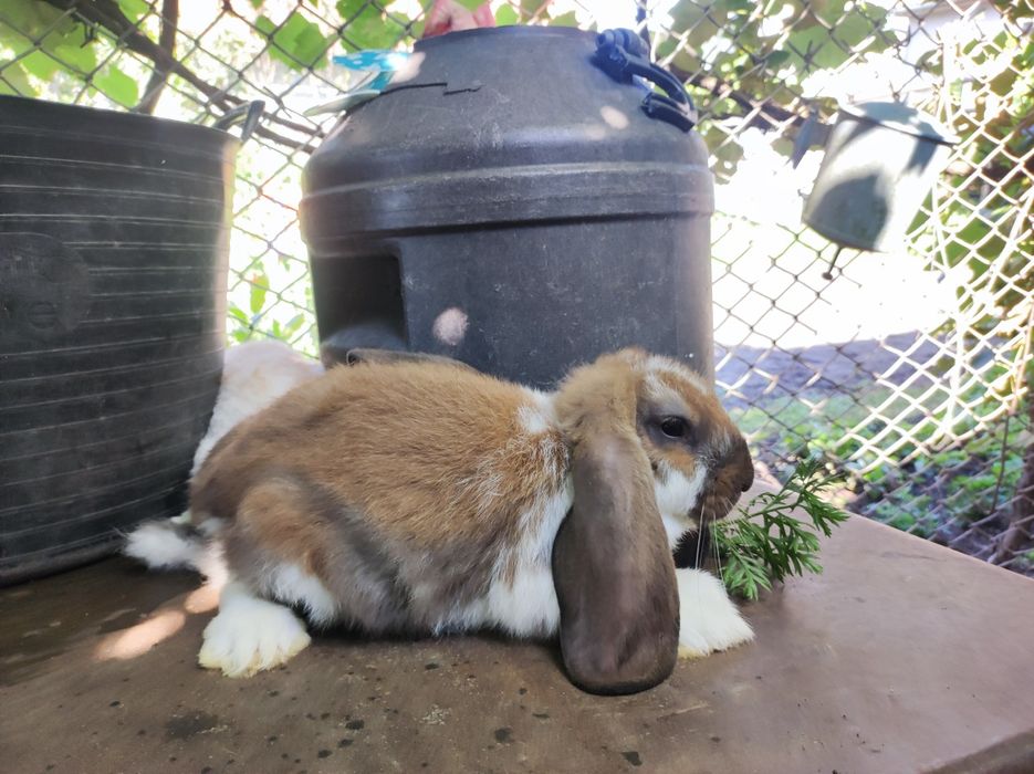 Кролі породи французький баран