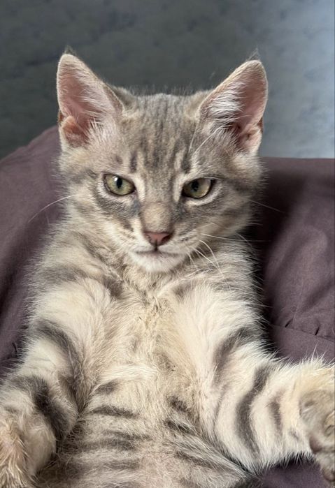 Кошеня маленький котик 3 міс