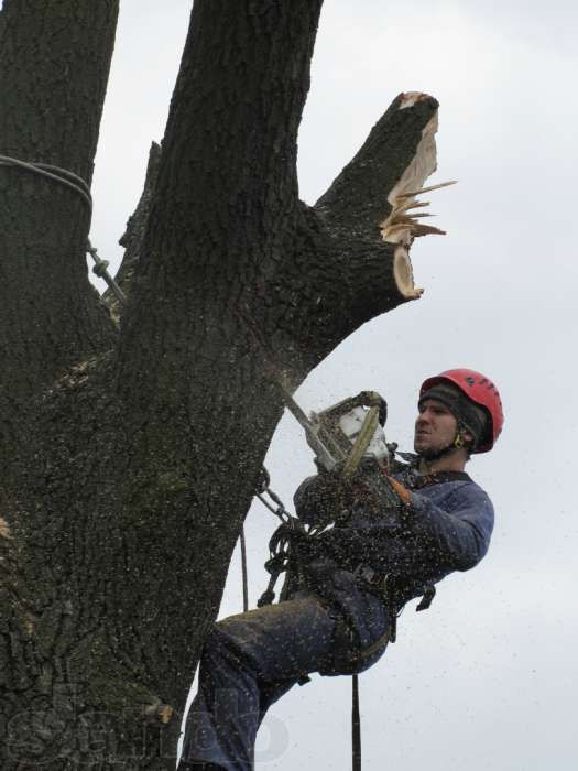 обрізання та зрізання аварійних дерев, кронування