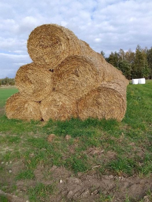 Sprzedam słomę słomę