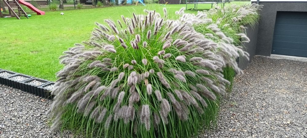 Trawy ozdobne rozplenica japońska/miskant gracilimus/zebrinus/olbrzymi