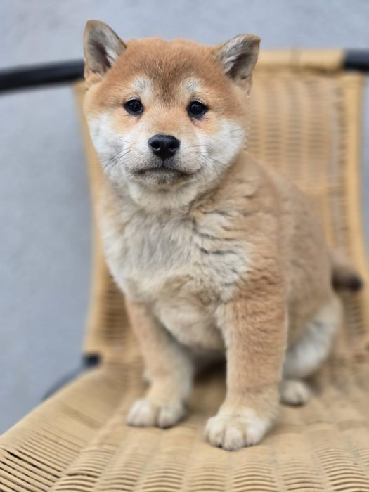 SHIBA INU szczenię suczka szczeniaki do odbioru