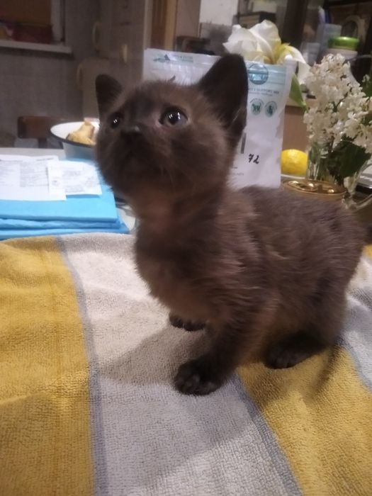 Бурманский котенок (бурма)