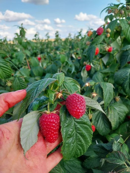 Sadzonki Malin Jesiennych Mapema