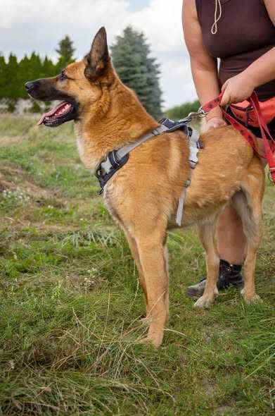 Przyjazny łagodny Logan szuka domku