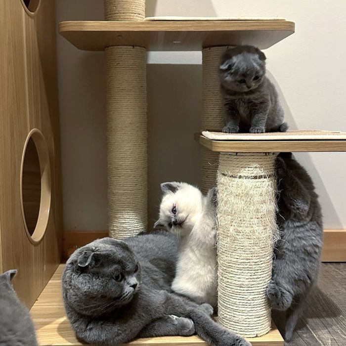 Неймовірно мʼяке хутро