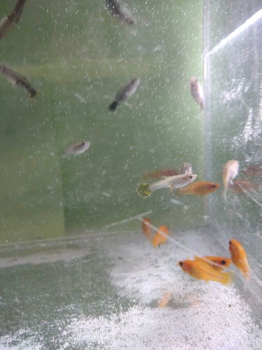 Młode rybki molinezje i gupiki