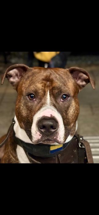 Вязка!Питбуль шалун  ищет свою любовь)))