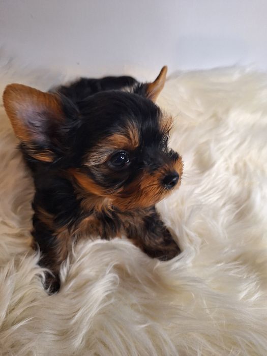 Yorkshire terrier malutki cudowny chłopczyk