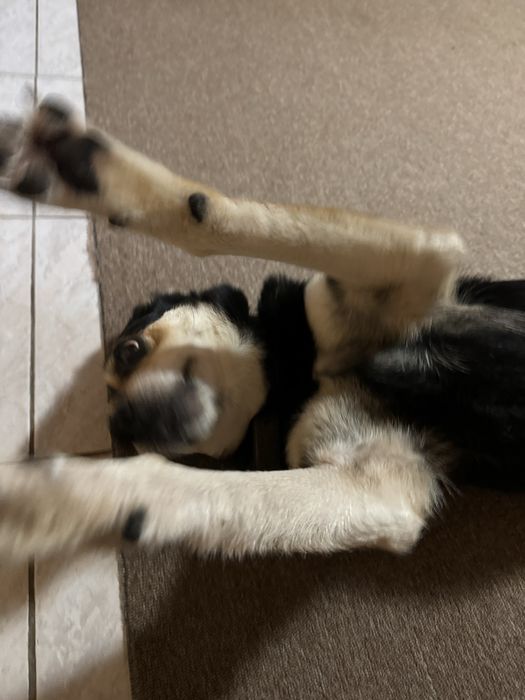 Собака в добрі руки!