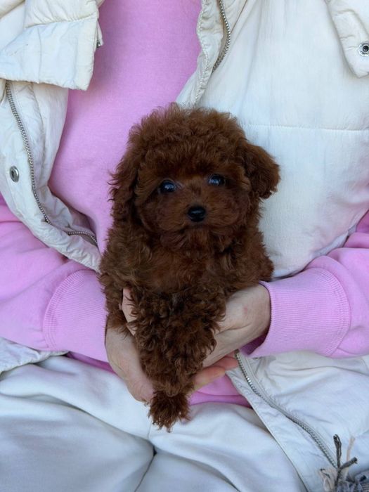 Наші малюки зачарують найвибагливіших Той та тікап пуделята