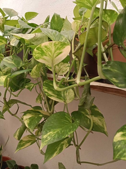 Plantas Jiboia - interior