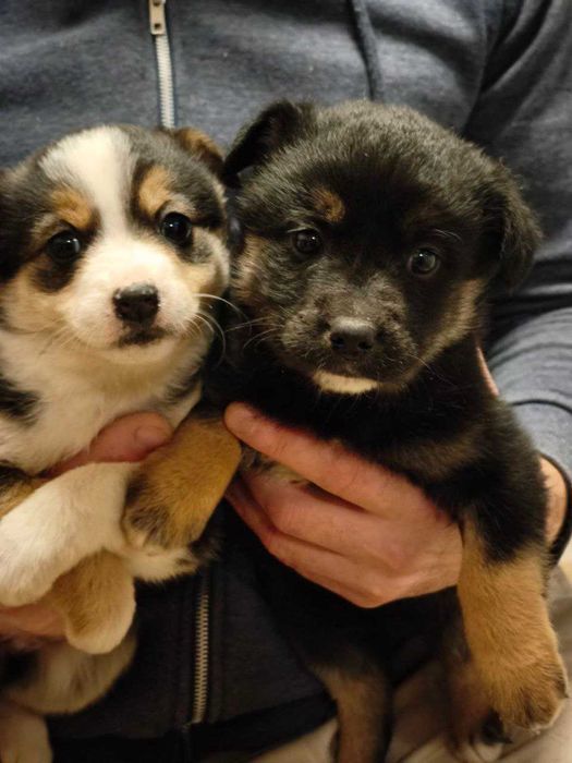 Собачат в добрі руки