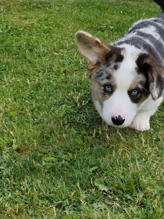 Welsh Corgi Cardigan Marty ( fluffy )