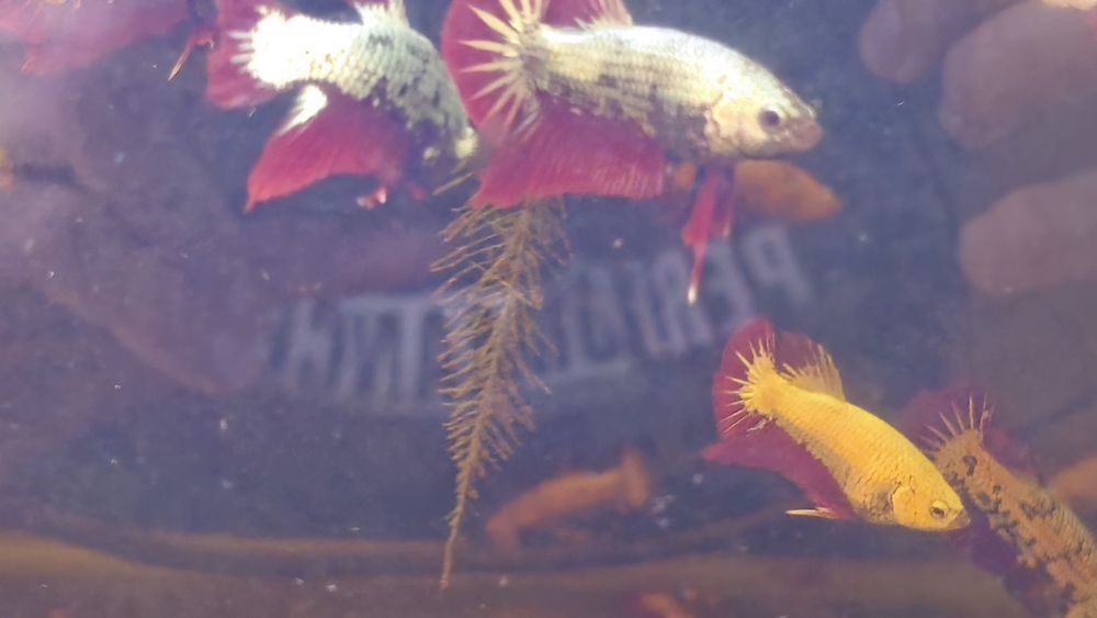Vendo Bettas dragon