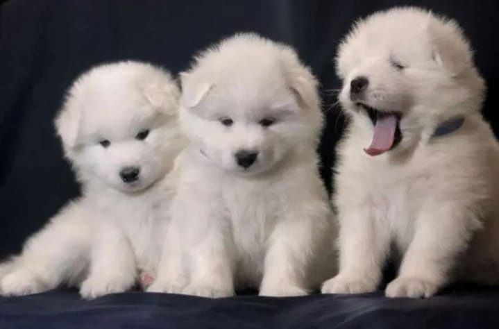 Szczeniak Samoyed samojed.
