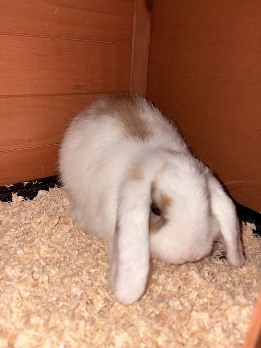 Coelho mini lop