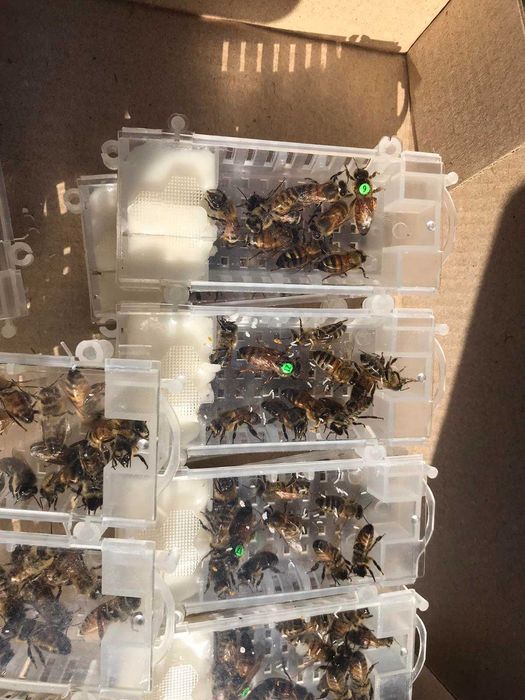 Матки    БАКФАСТ