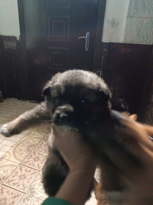 Отдам щенков в добрые руки