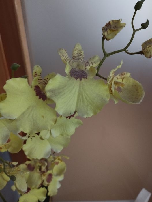 Orquídea artificial
