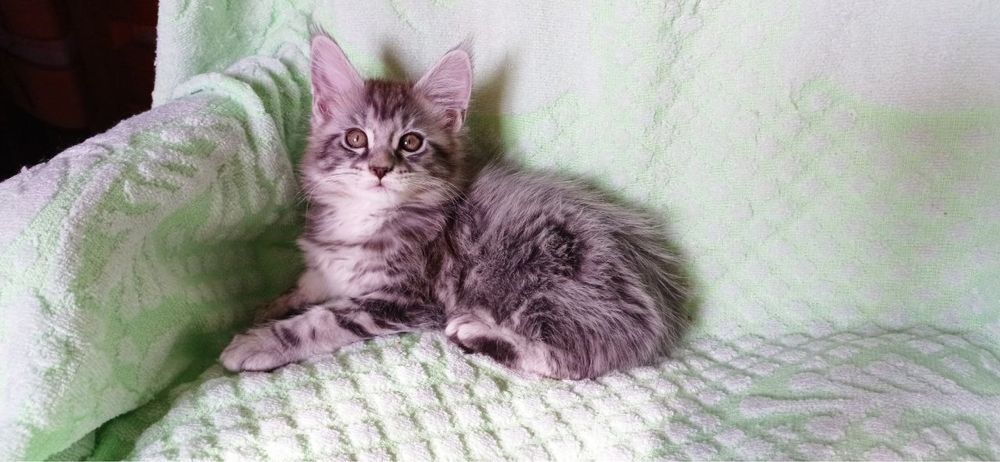 Чистокровные котята породы Мейн-Кун