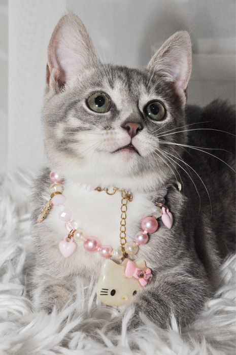 Гарнюня - кішечка Бусінка