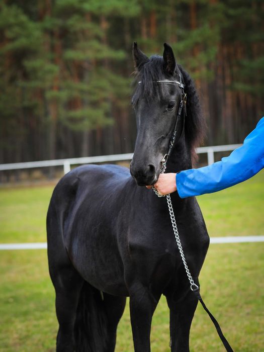 Klacz Fryzyjska - Carrera R. Imperial Stable