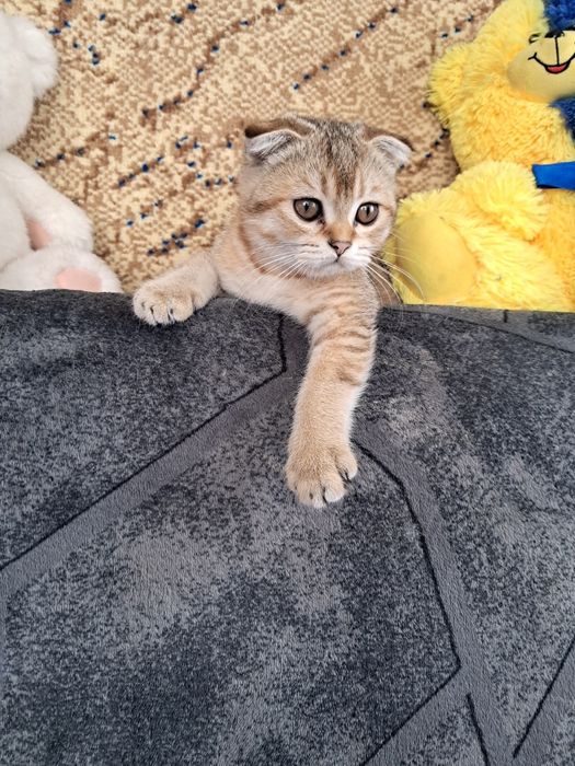 Золота шиншила,дівчинка фолд