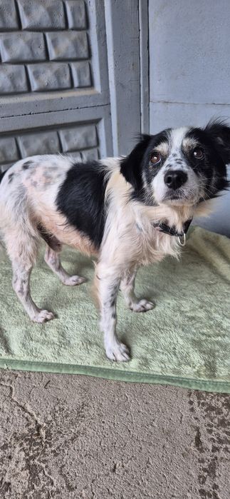 Piesek okolo 6 lat