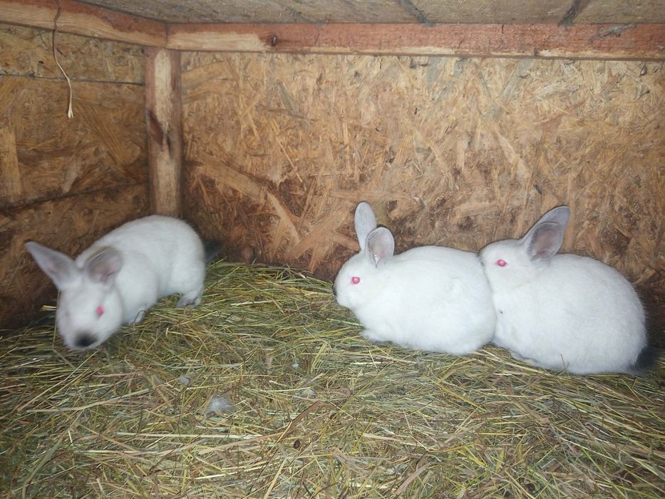 Sprzedam króliki