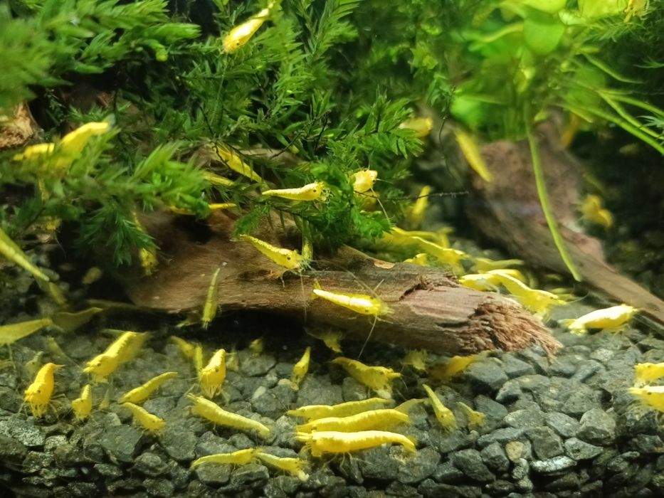 Krewetki Yellow Golden line