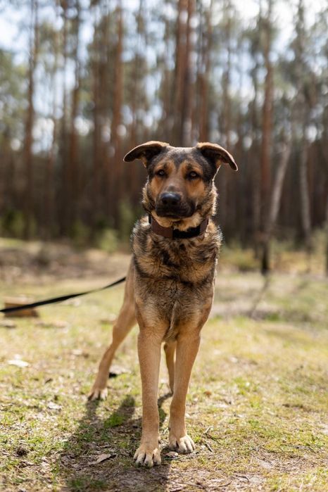 Silan sympatyczny olbrzym do pokochania