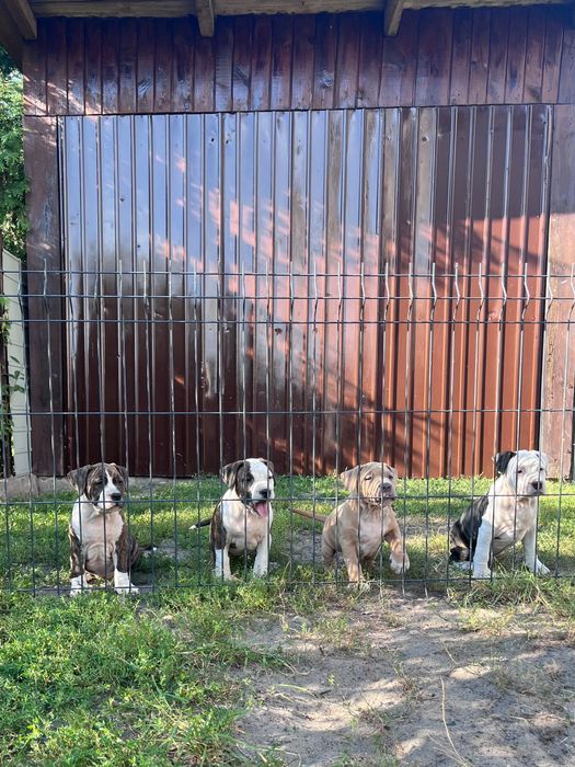 American Staffordshire Terrier Amstaff Suczka