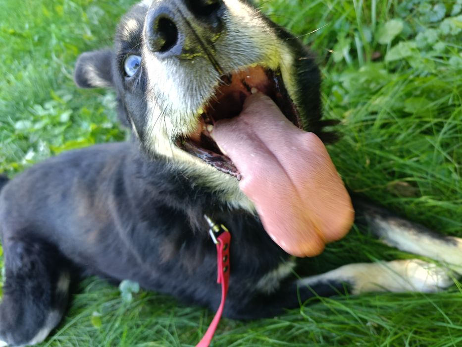 niebieskooki Drej szuka domu!