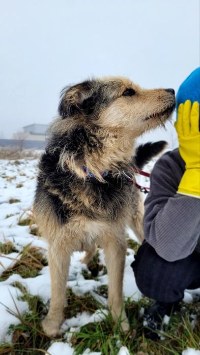 Spokojny Sopel szuka domku