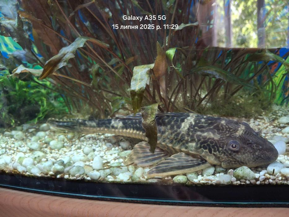 Сомік парчовий 20 см